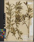 Foto von Salix alba L. x Salix fragilis L.